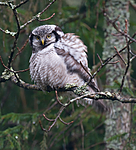 BB 12 0147 / Surnia ulula / Haukugle